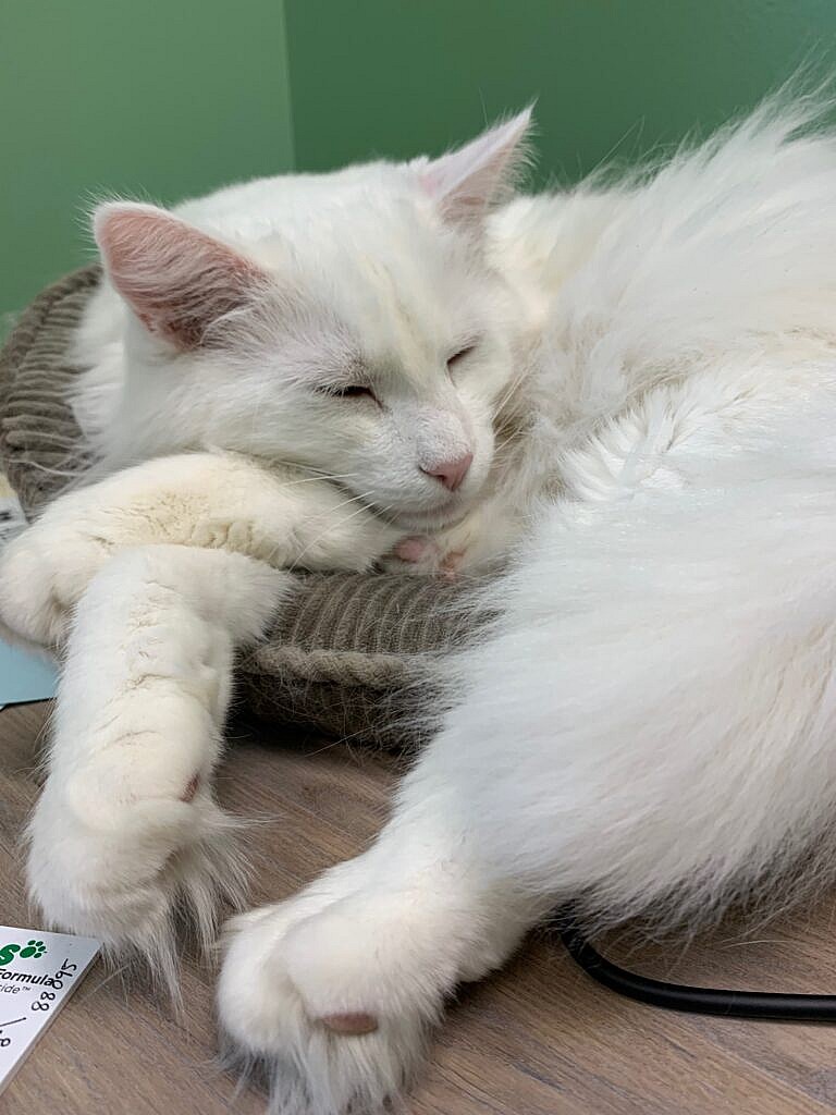 White Cat at Veterinary Clinic Sleeping on Bed