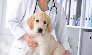 Animal Hospital Golden Retriever Puppy at Vet Appointment