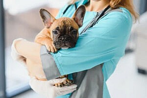 Vet Veterinary Near Me Doctor Holding Puppy