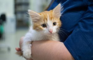 Vet Services in Oakland Township, MI | Faithful Friends Veterinary Care