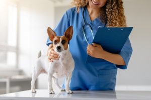 Veterinarian Clinic Near Me in Oakland Township, MI | Faithful Friends Veterinary Care