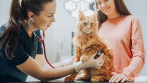 Cat-Friendly Vet Clinic in Oakland Township, MI | Faithful Friends Veterinary Care
