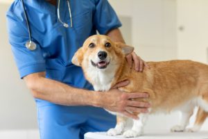 Dog Neuter in Oakland Township, MI | Faithful Friends Veterinary Care