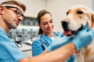 Dog Vet in Oakland Township, MI | Faithful Friends Veterinary Care