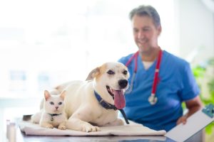Veterinarians in in Oakland Township, MI | Faithful Friends Veterinary Care